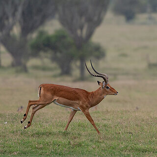 Soysambu - Impala